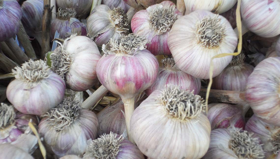 Resia Garlic
